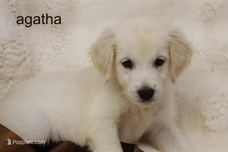 Agatha | AKC English Cream Golden Retriever, Handled Daily – English Cream Golden Retriever puppy for sale in Azle, TX