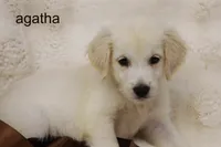 Agatha | AKC English Cream Golden Retriever, Handled Daily, a female English Cream Golden Retriever for sale in Azle, TX – 1 of 2