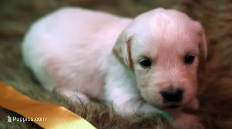 Tara – English Cream Golden Retriever puppy for sale in Azle, TX