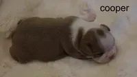 Cooper – Champagne & White Cutie, a male Boston Terrier for sale in Azle, TX – 4 of 4