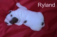 Ryland, a male Boston Terrier for sale in Azle, TX – 3 of 4