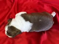 Mackenzie, a female Boston Terrier for sale in Azle, TX – Photo 3 of 6