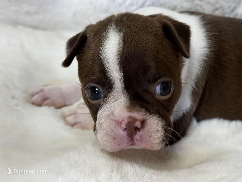 Mackenzie – Boston Terrier puppy for sale in Azle, TX