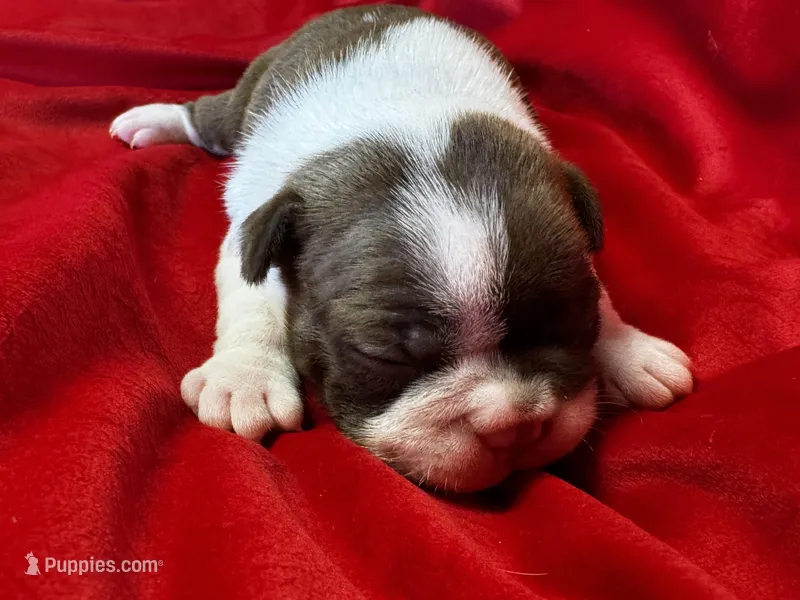 Mackenzie – Boston Terrier puppy for sale in Azle, TX