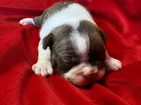 Mackenzie, a female Boston Terrier for sale in Azle, TX – Photo 1 of 6