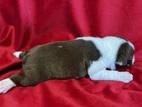 Mackenzie, a female Boston Terrier for sale in Azle, TX – Photo 6 of 6