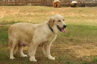 Girl 1, a female English Cream Golden Retriever for sale in Azle, TX – 3 of 3