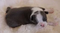 Bridget - AKC, DNA Tested, a female Boston Terrier for sale in Azle, TX – 4 of 5