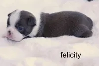 Felicity – Blue Brindle Beauty, a female Boston Terrier for sale in Azle, TX – 4 of 4