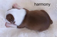 Harmony — Female Red/White Boston Terrier, a female Boston Terrier for sale in Azle, TX – 4 of 4