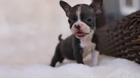 Sky - ACA, DNA Tested, a female Boston Terrier for sale in Azle, TX – 2 of 5