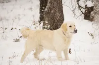 MacQueen x Shania, a  English Cream Golden Retriever for sale in Azle, TX – 3 of 8