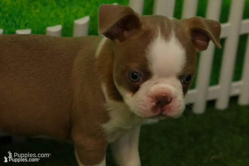 Cooper – Champagne & White Cutie – Boston Terrier puppy for sale in Azle, TX