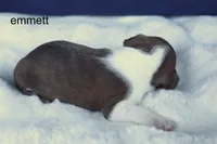 Emmett – Red & White Heartthrob, a male Boston Terrier for sale in Azle, TX – 4 of 4