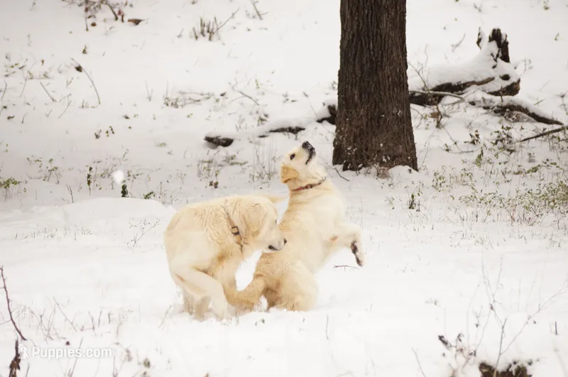 MacQueen x Shania – English Cream Golden Retriever puppy for sale in Azle, TX