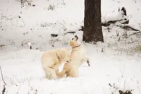 MacQueen x Shania, a  English Cream Golden Retriever for sale in Azle, TX – 1 of 8