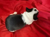 Navy, a male Boston Terrier for sale in Azle, TX – Photo 2 of 6