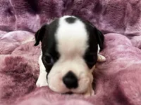 Navy, a male Boston Terrier for sale in Azle, TX – Photo 2 of 5