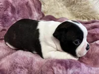 Navy, a male Boston Terrier for sale in Azle, TX – Photo 1 of 5