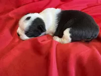 Navy, a male Boston Terrier for sale in Azle, TX – Photo 3 of 6