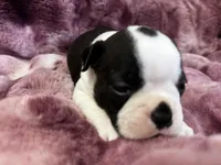 Navy, a male Boston Terrier for sale in Azle, TX – Photo 3 of 5