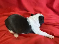 Navy, a male Boston Terrier for sale in Azle, TX – Photo 4 of 6