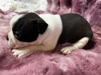 Navy, a male Boston Terrier for sale in Azle, TX – Photo 4 of 5