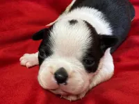 Navy, a male Boston Terrier for sale in Azle, TX – Photo 5 of 6