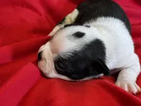 Navy, a male Boston Terrier for sale in Azle, TX – Photo 6 of 6