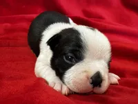 Navy, a male Boston Terrier for sale in Azle, TX – Photo 1 of 6