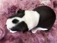Navy, a male Boston Terrier for sale in Azle, TX – Photo 5 of 5