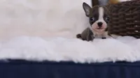 Sapphire - ACA, DNA Tested, a female Boston Terrier for sale in Azle, TX – 5 of 5