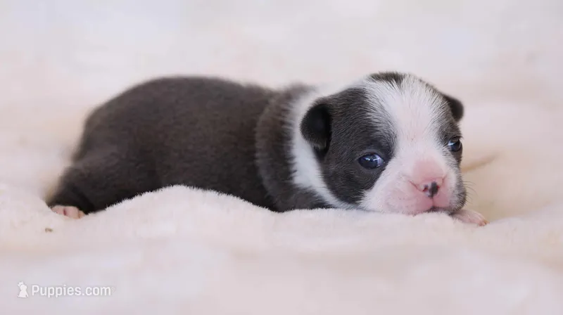 Belle - AKC, DNA Tested – Boston Terrier puppy for sale in Azle, TX