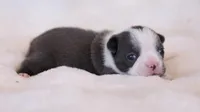 Belle - AKC, DNA Tested, a female Boston Terrier for sale in Azle, TX – 1 of 3