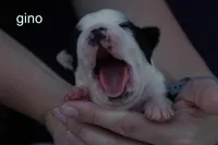 Gino — Male, black and white, a male Boston Terrier for sale in Azle, TX – 1 of 3