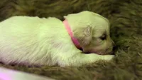 Talia, a female English Cream Golden Retriever for sale in Azle, TX – 3 of 4