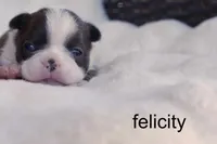 Felicity – Blue Brindle Beauty, a female Boston Terrier for sale in Azle, TX – 3 of 4