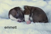 Emmett – Red & White Heartthrob, a male Boston Terrier for sale in Azle, TX – 3 of 4