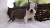 Sawyer - ACA, DNA Tested, a male Boston Terrier for sale in Azle, TX – 2 of 5