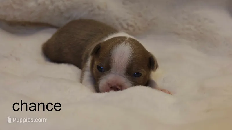 Chance – Champagne & White Cutie – Boston Terrier puppy for sale in Azle, TX