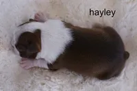 Hayley — Female Red/White Boston Terrier, a female Boston Terrier for sale in Azle, TX – 4 of 5