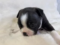 Onyx, a male Boston Terrier for sale in Azle, TX – 4 of 5