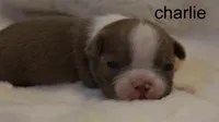 Chance – Champagne & White Cutie, a male Boston Terrier for sale in Azle, TX – 3 of 5