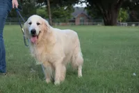 MacQueen x Shania, a  English Cream Golden Retriever for sale in Azle, TX – 8 of 8