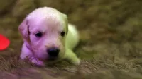 Tessa, a female English Cream Golden Retriever for sale in Azle, TX – 3 of 6