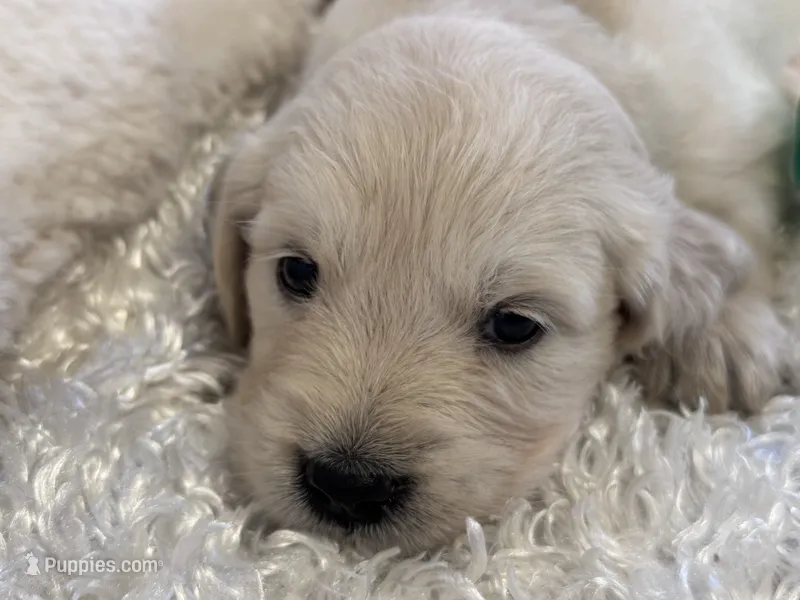 Priscilla  – English Cream Golden Retriever puppy for sale in Azle, TX