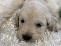 Priscilla , a female English Cream Golden Retriever for sale in Azle, TX – 1 of 10