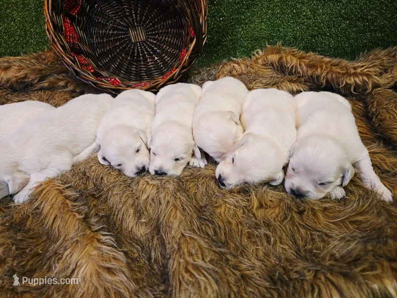 Girl 1 – English Cream Golden Retriever puppy for sale in Azle, TX