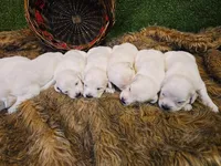 Girl 1, a female English Cream Golden Retriever for sale in Azle, TX – 1 of 3