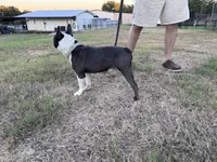 Melville | 2-Year-Old Blue & White Boston Terrier, a male Boston Terrier for sale in Azle, TX – 9 of 9
